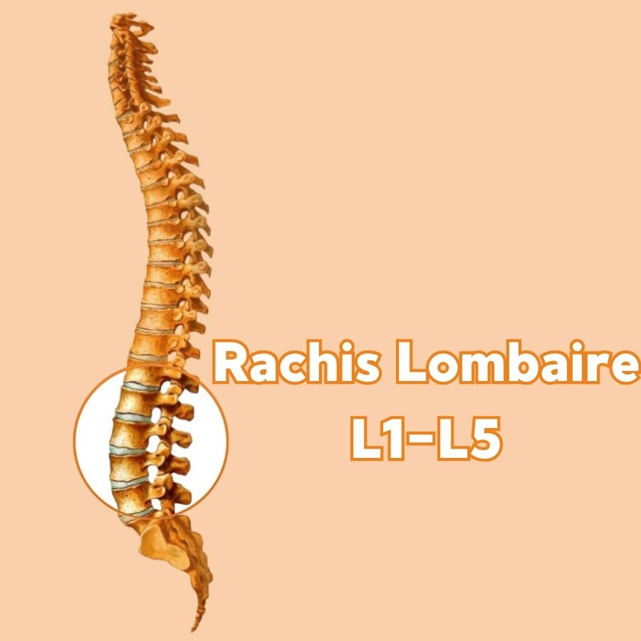 rachis lombaire